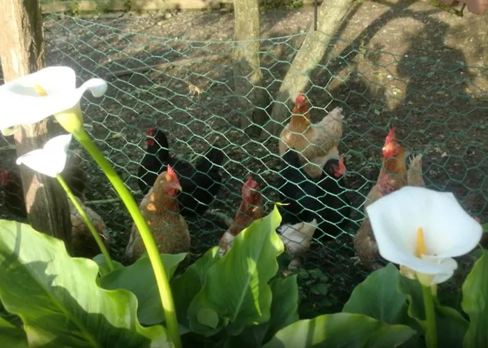 Casa Completa Сasa de vacaciones